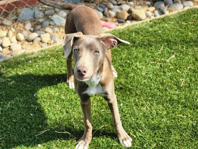 Enlarge FOXTAIL, a Adoptable mixed breed in Antioch, CA image 1/1