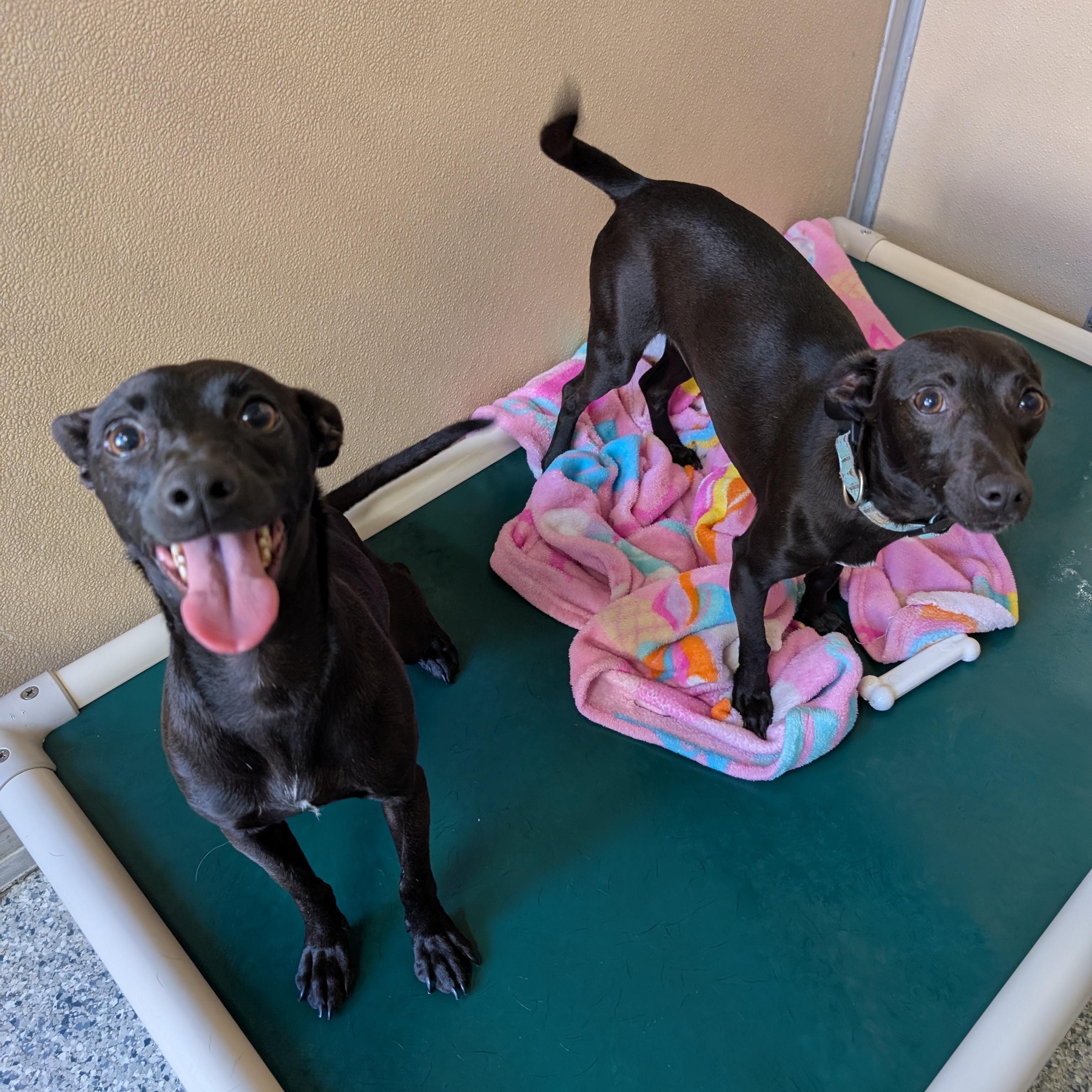 Enlarge Penny, a ADOPTABLE mixed breed in St. Augustine, FL image 1/3