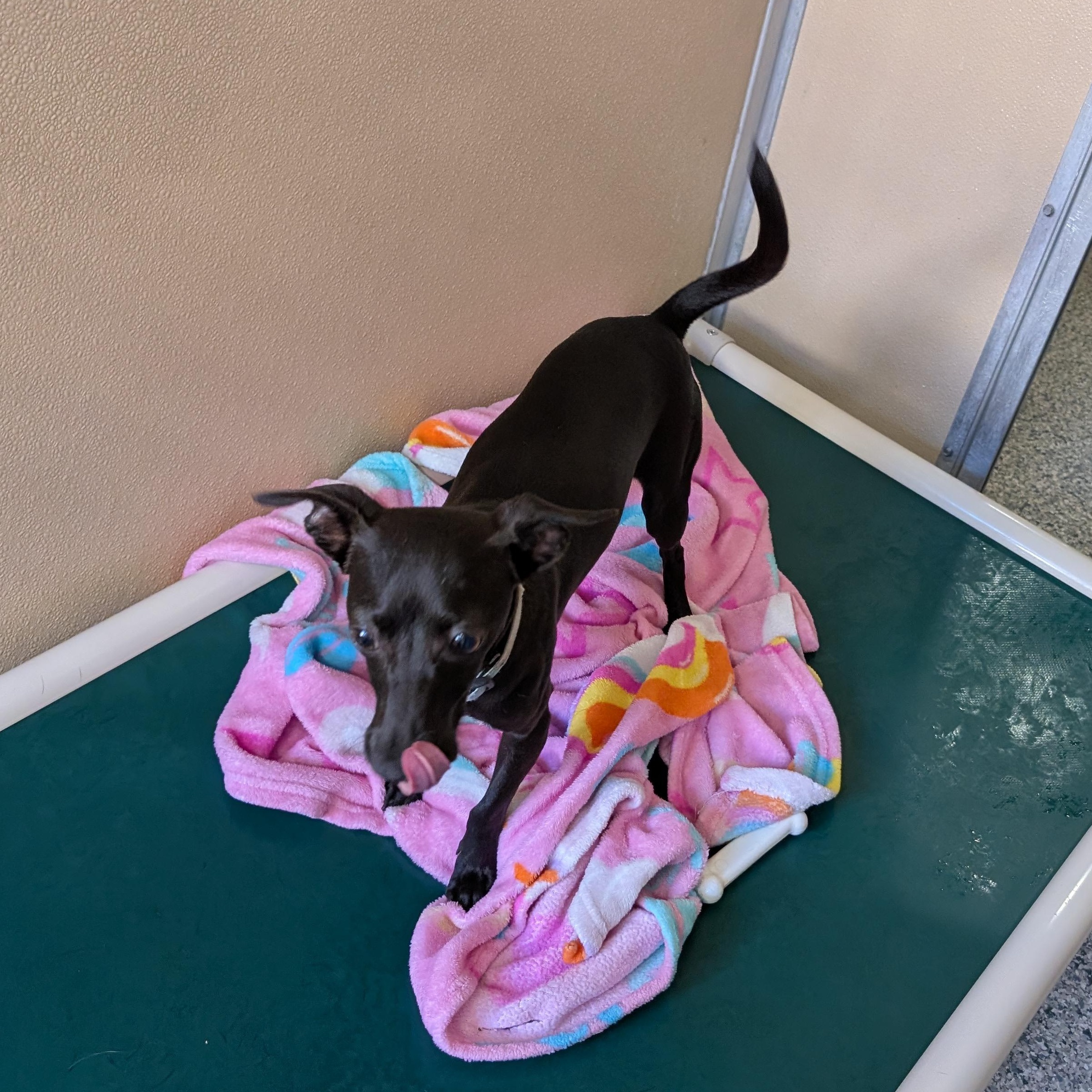 Enlarge Penny, a ADOPTABLE mixed breed in St. Augustine, FL image 3/3