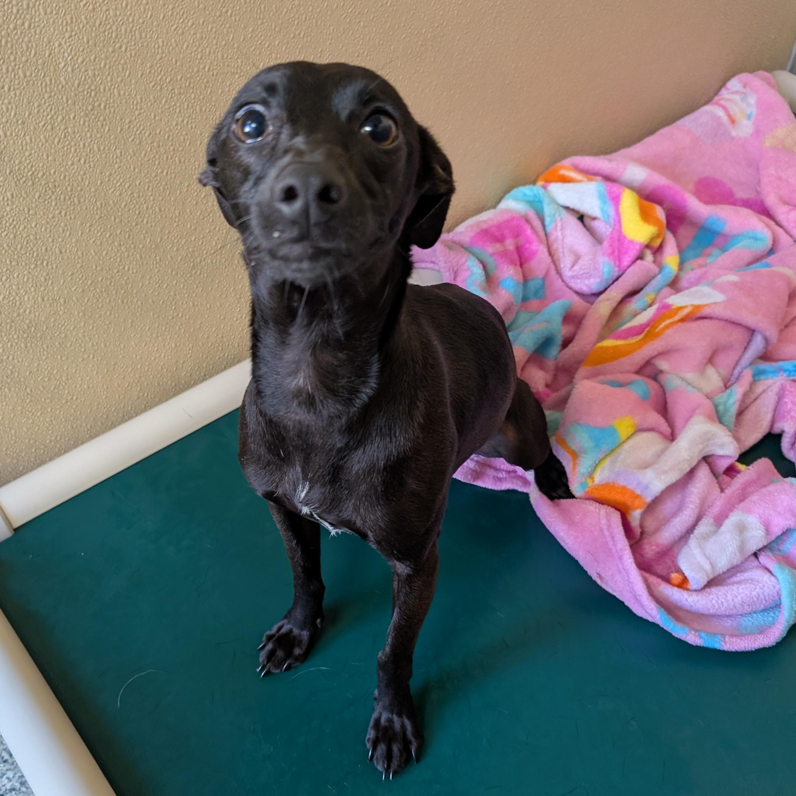 Enlarge Penny, a ADOPTABLE mixed breed in St. Augustine, FL image 2/3