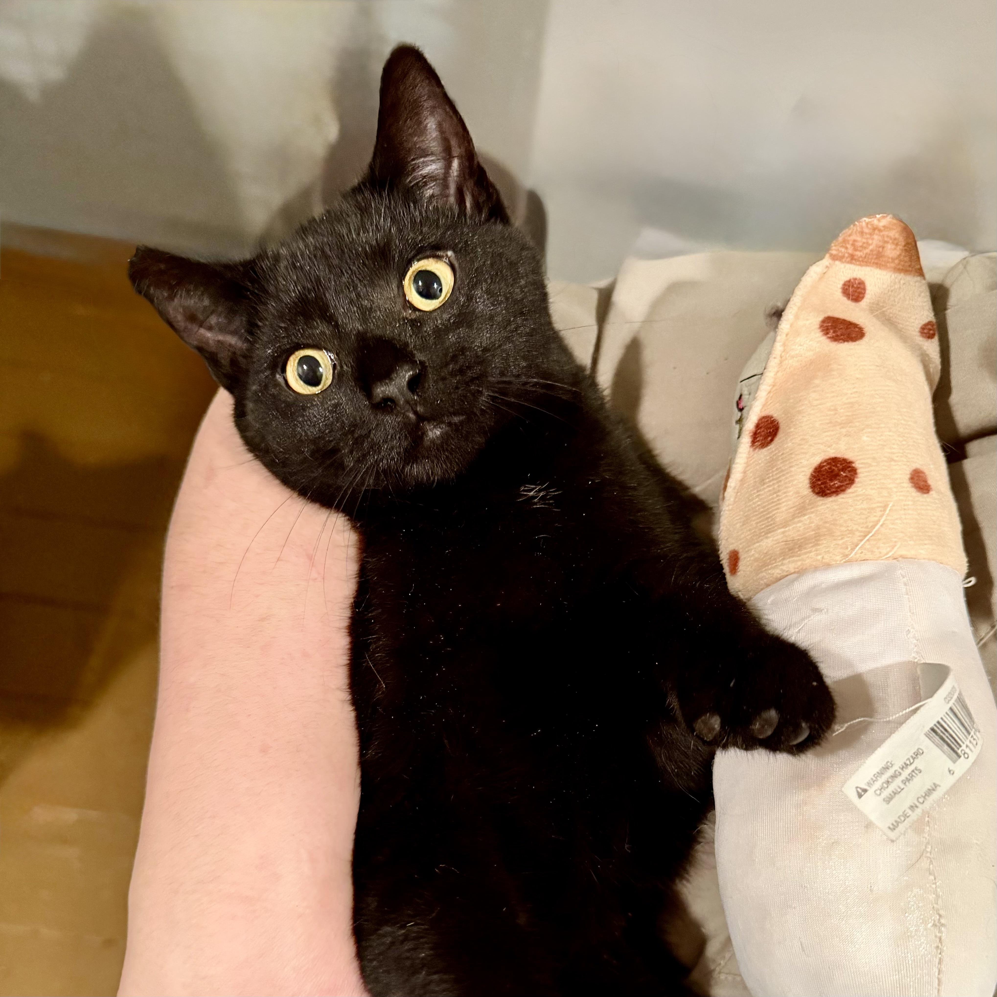 Enlarge LeBron, an adopted Domestic Short Hair in Norwalk, CT image 2/2