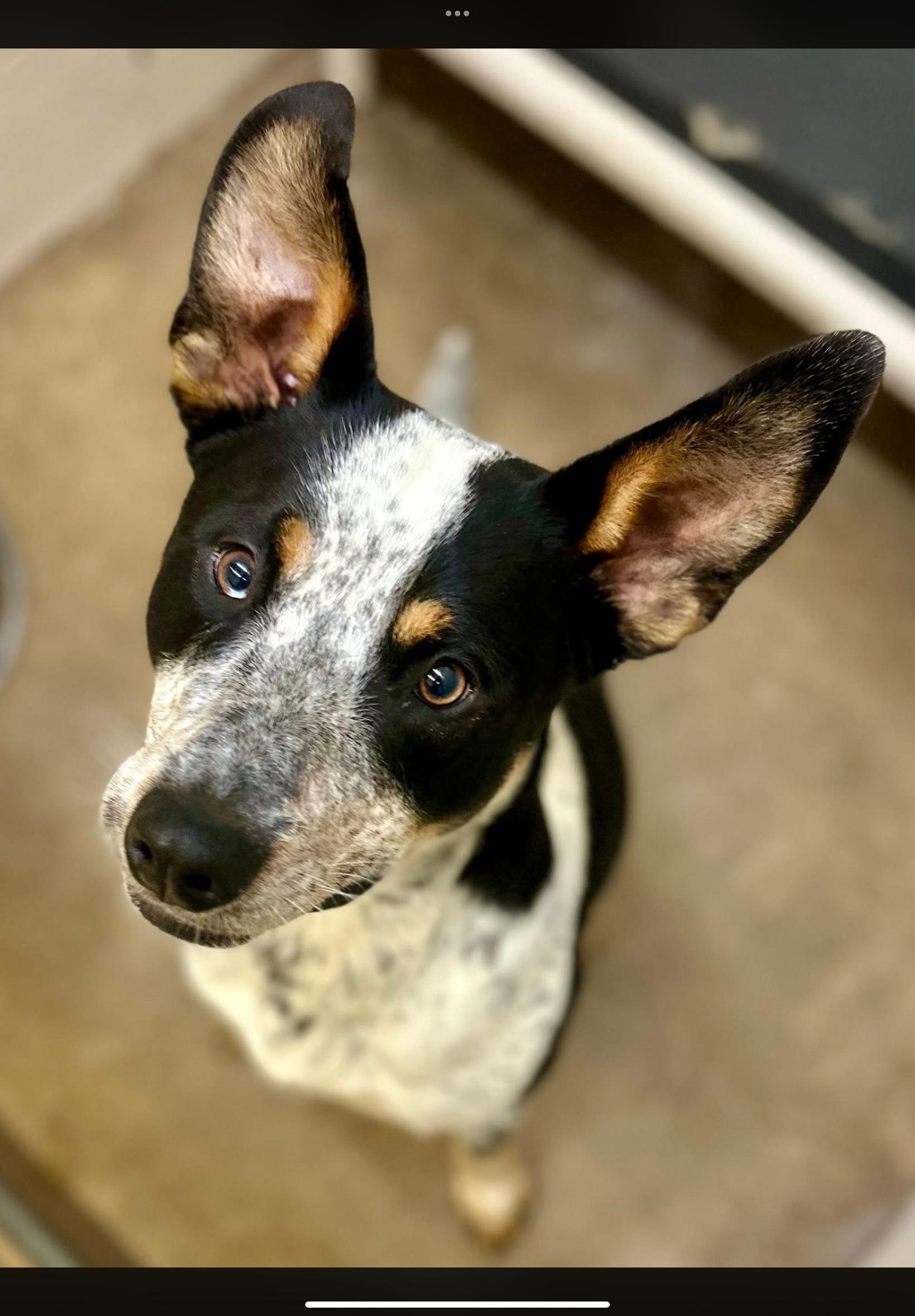 Bruce , ADOPTABLE, Young Male Cattle Dog.