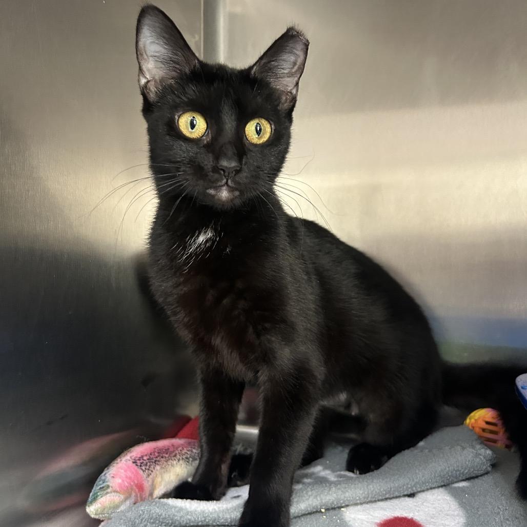 Mystica — thumbnail 2