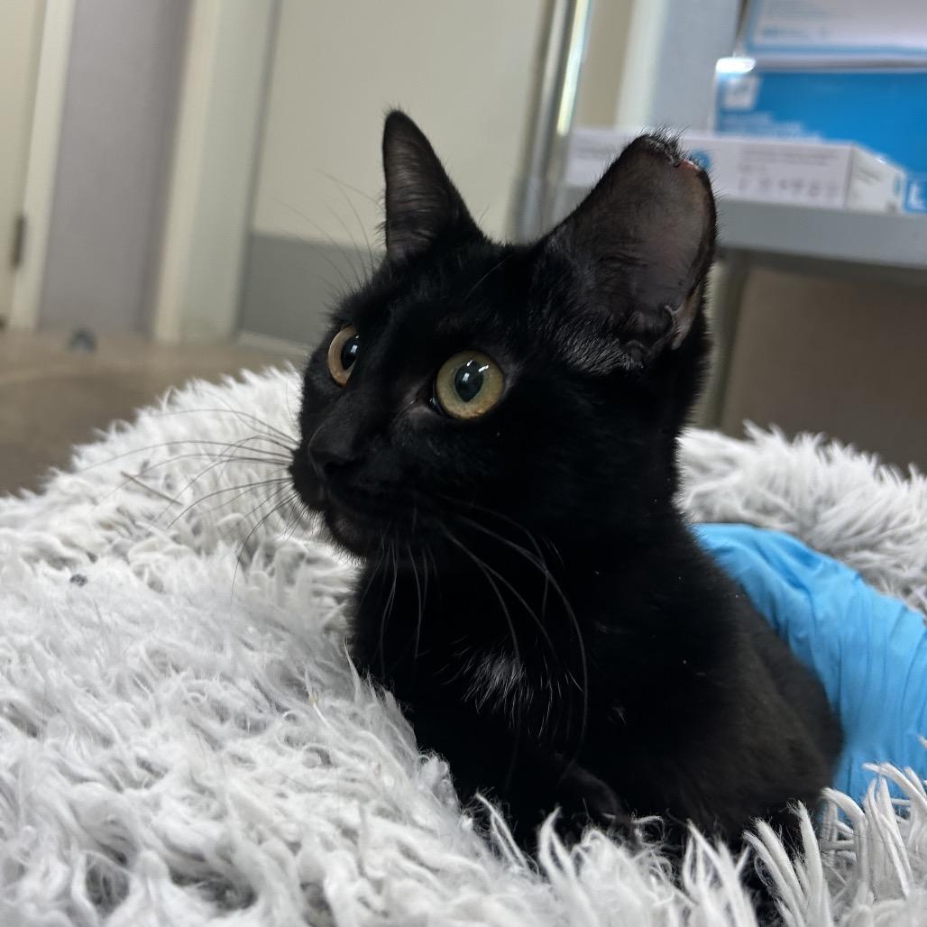 Mystica — thumbnail 3