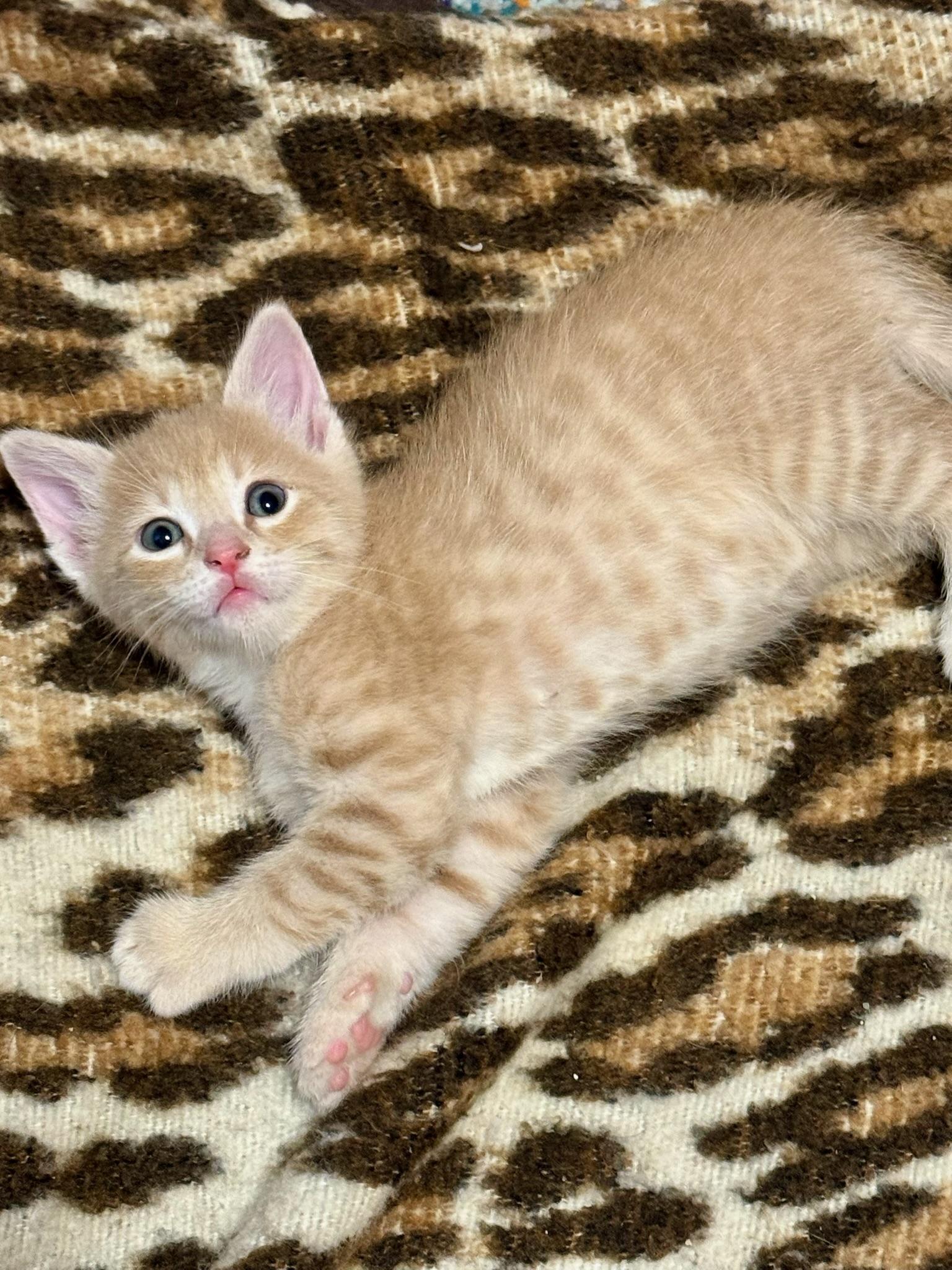 Enlarge Cream Puff, a ADOPTABLE mixed breed in Charles City, IA image 2/2