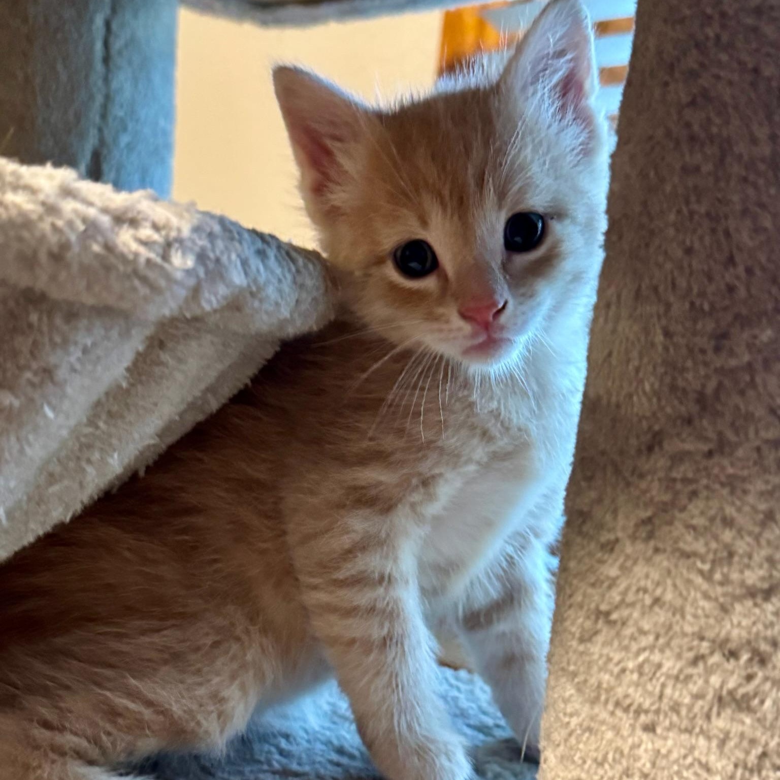 Cream Puff, ADOPTABLE, Kitten Male Domestic Short Hair.