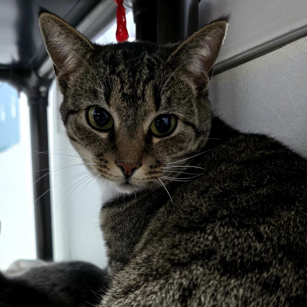 Bootz, Adoptable, Adult Female Domestic Short Hair.