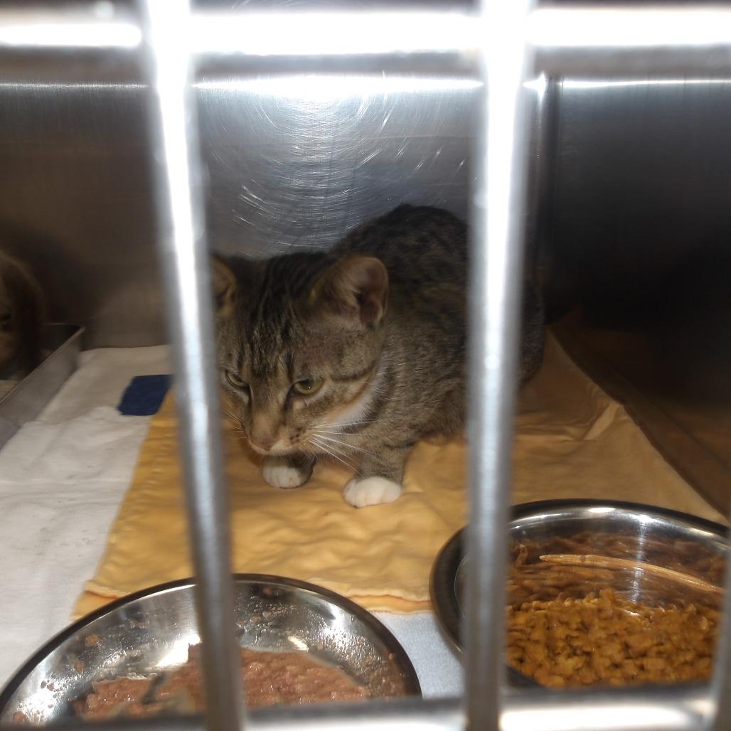 Bootz, a Adoptable Domestic Short Hair in Marble, NC image 2/3