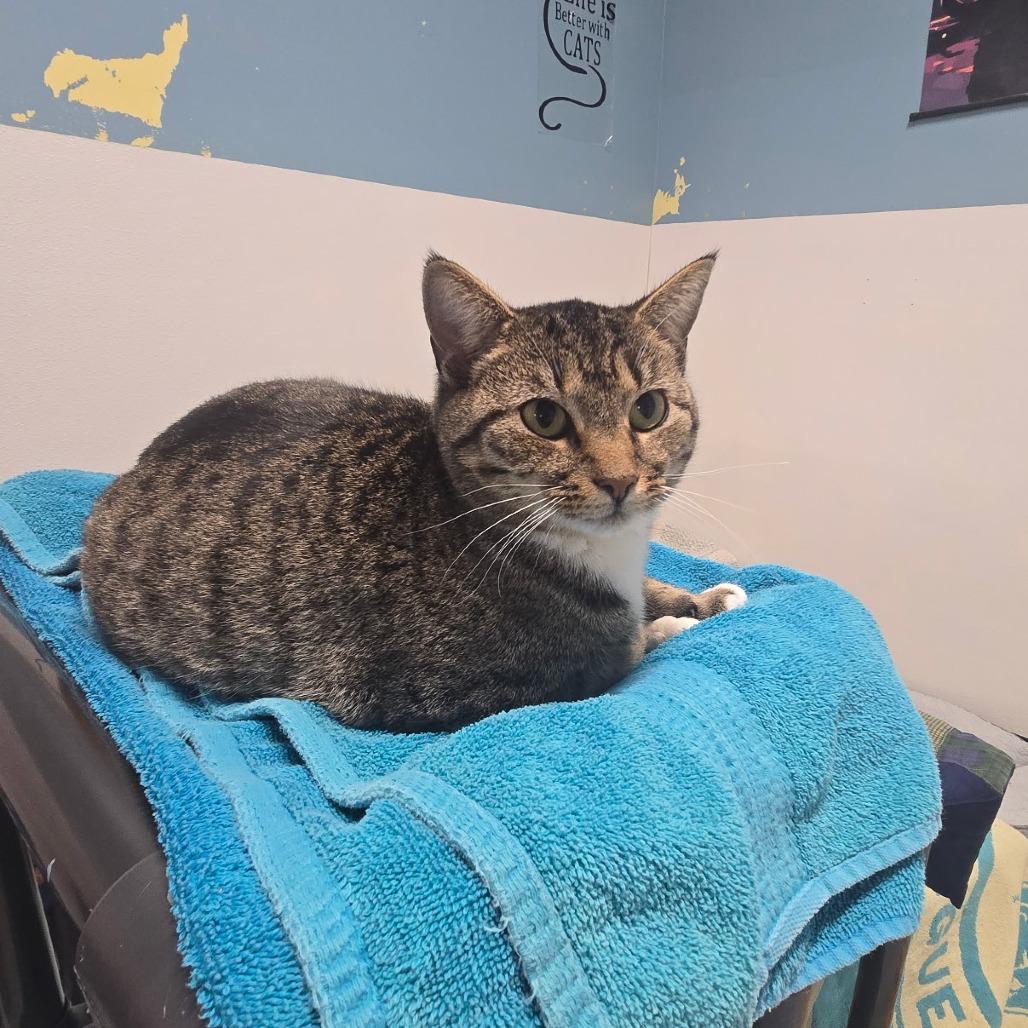 Bootz, a Adoptable Domestic Short Hair in Marble, NC image 3/3