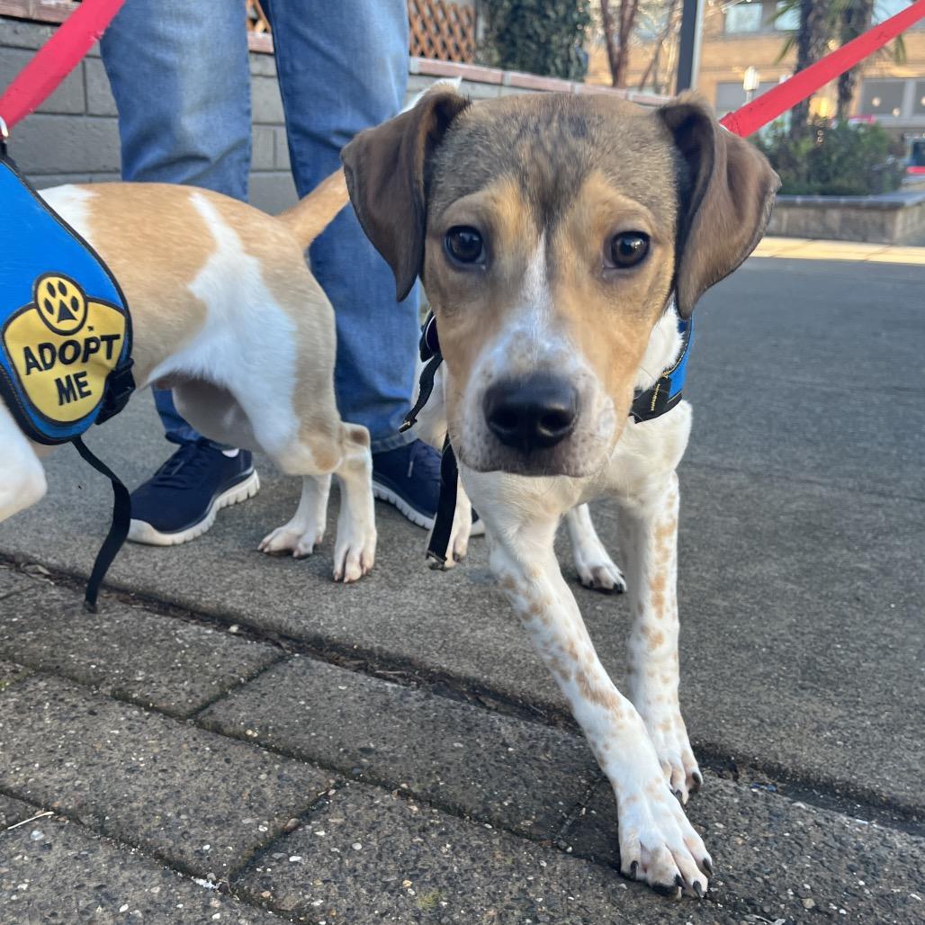 Cooper, Adoptable, Young Male Beagle & Pointer.