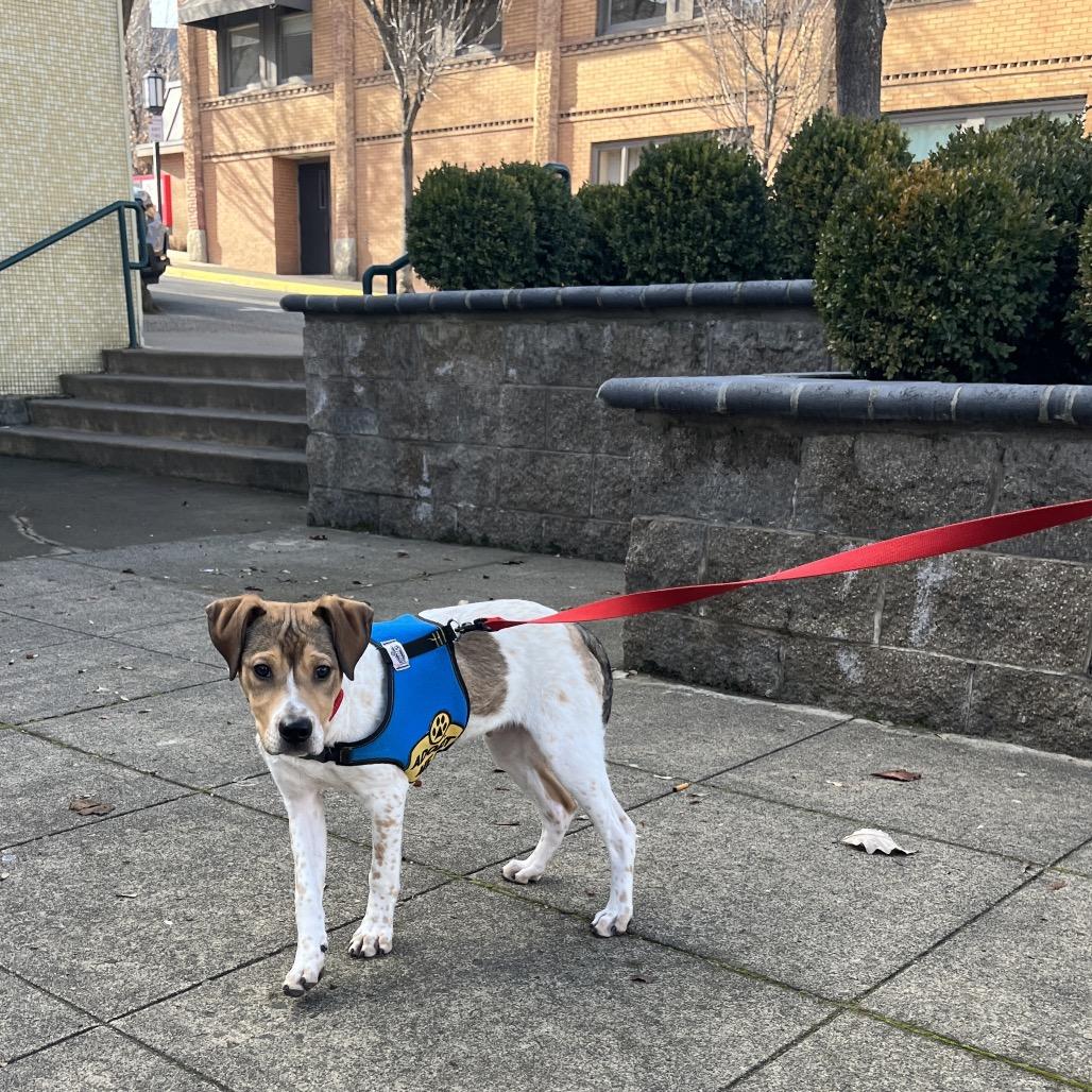 Enlarge Cooper, a Adoptable mixed breed in Ashland, OR image 2/6