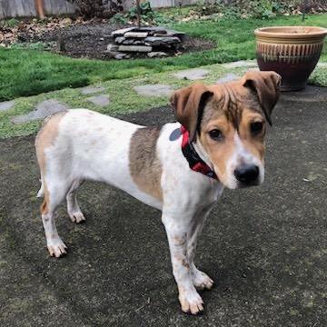 Enlarge Cooper, a Adoptable mixed breed in Ashland, OR image 4/6