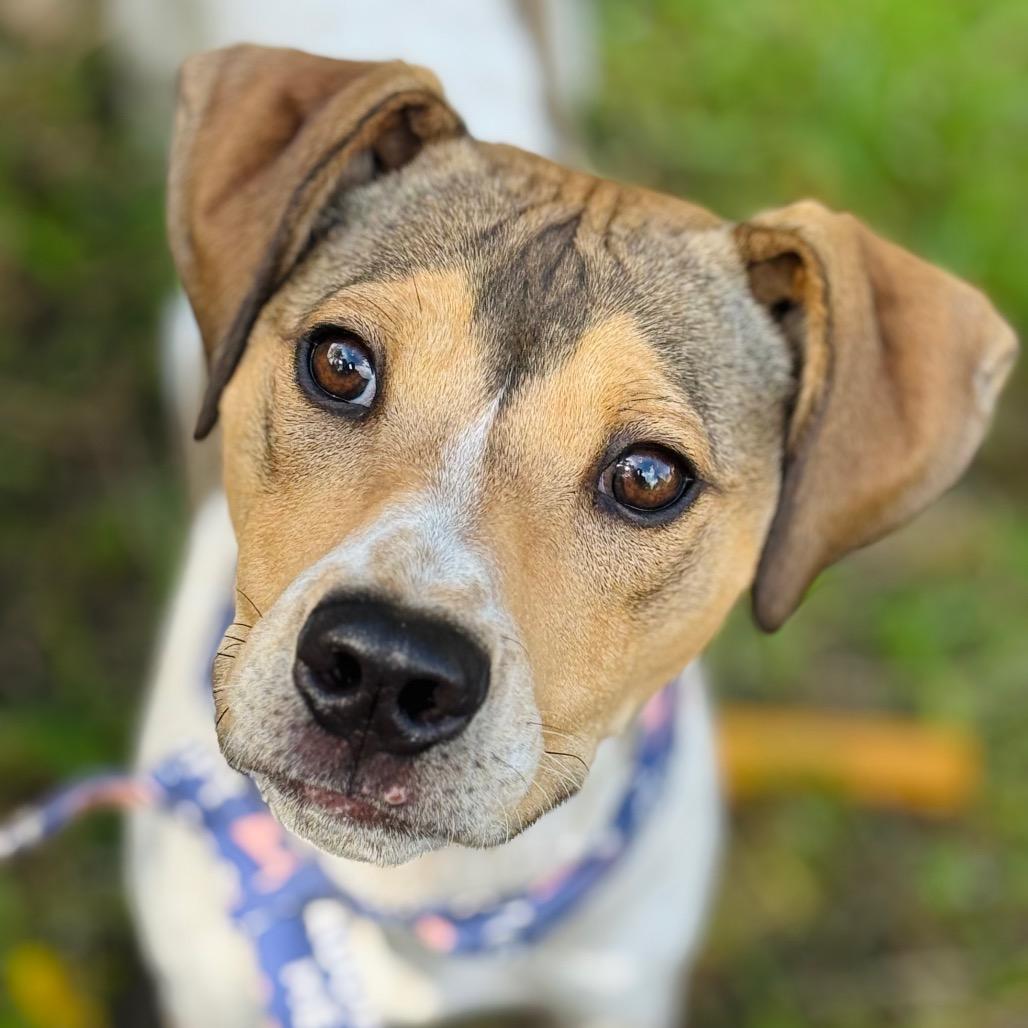 Enlarge Cooper, a Adoptable mixed breed in Ashland, OR image 6/6