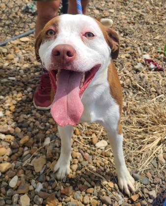 Thor, Adoptable, Adult Male American Bulldog.