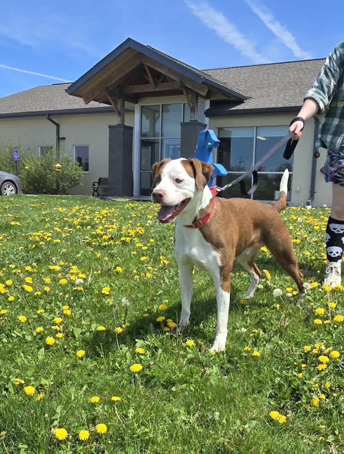 Thor, a Adoptable American Bulldog in Oskaloosa, IA image 2/3