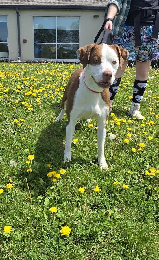 Thor, a Adoptable American Bulldog in Oskaloosa, IA image 3/3