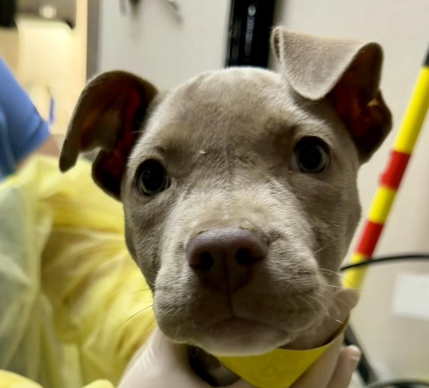 Iris, Adoptable, Puppy Female Pit Bull Terrier.