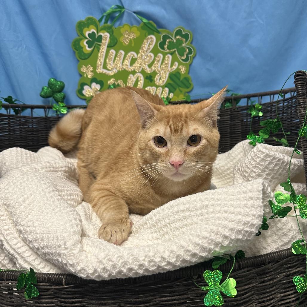 Jameson, Adoptable, Adult Male Domestic Short Hair.