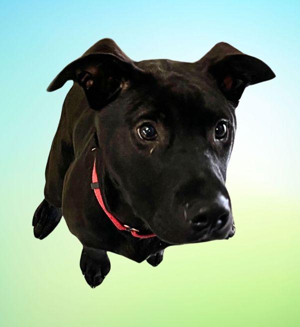 Zane, Adoptable, Young Male Labrador Retriever.