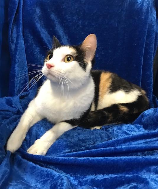 Tango Too, Adoptable, Young Female Calico.