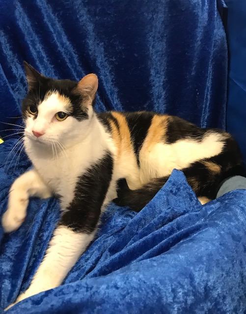 Enlarge Tango Too, a Adoptable Calico in Gainesville, FL image 3/3