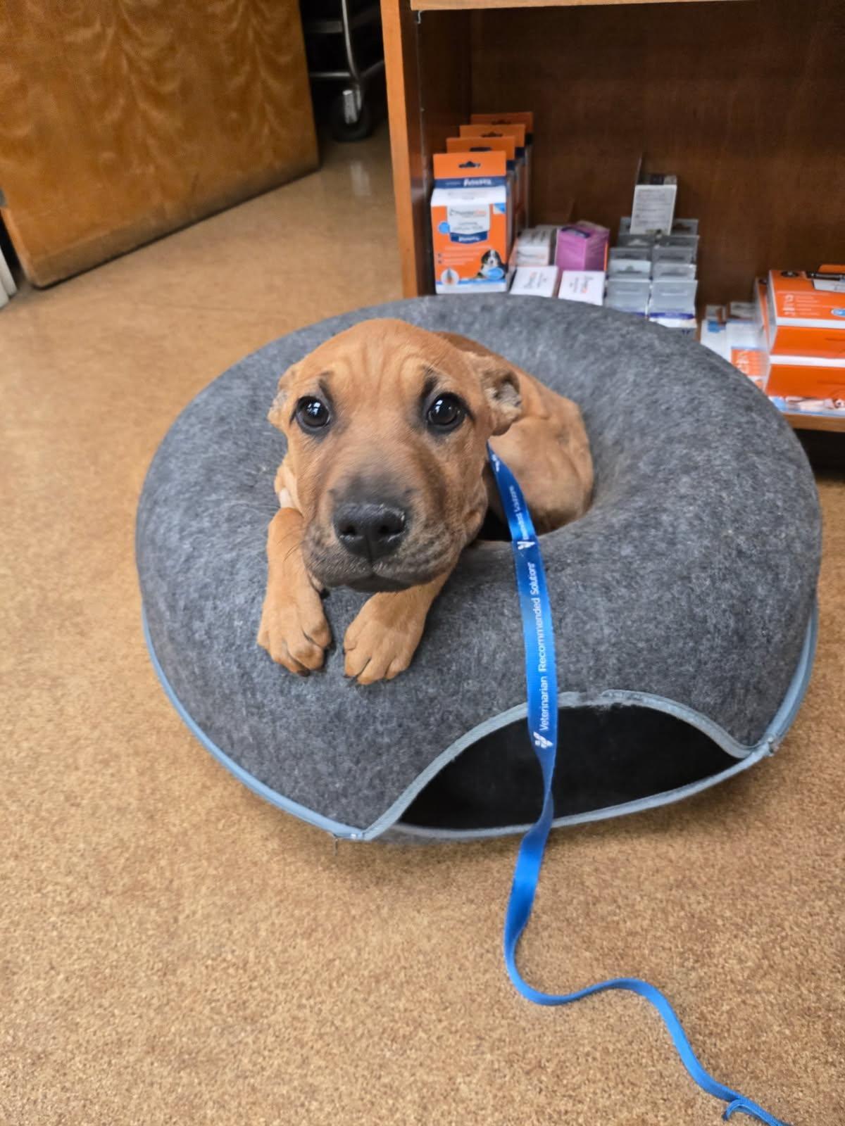 Enlarge Lucky Lily , an adopted mixed breed in Concord, NC image 6/6