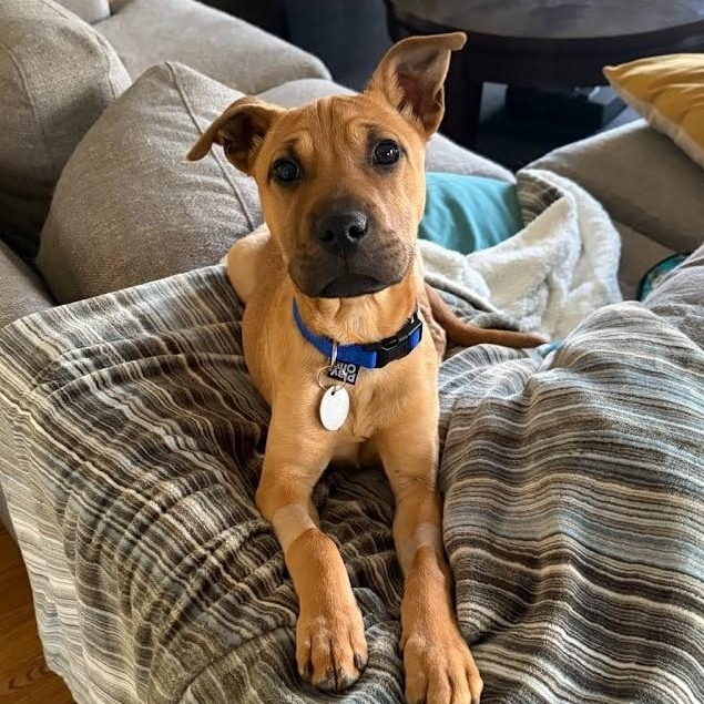 Enlarge Lucky Lily , an adopted mixed breed in Concord, NC image 1/6