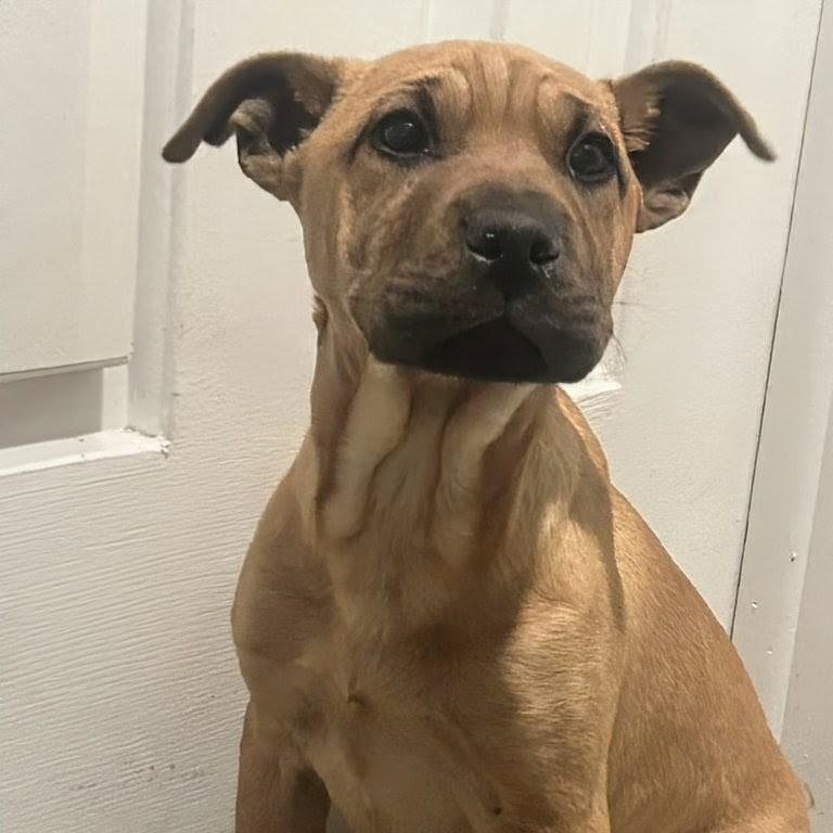 Enlarge Lucky Lily , an adopted mixed breed in Concord, NC image 4/6