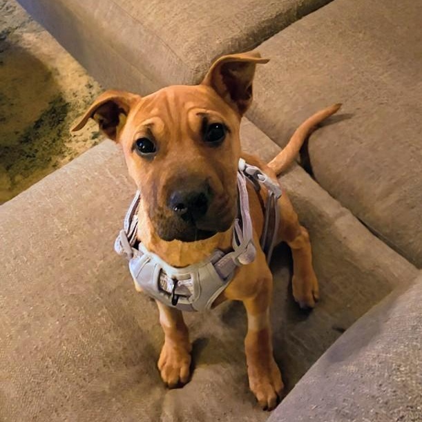 Enlarge Lucky Lily , an adopted mixed breed in Concord, NC image 2/6