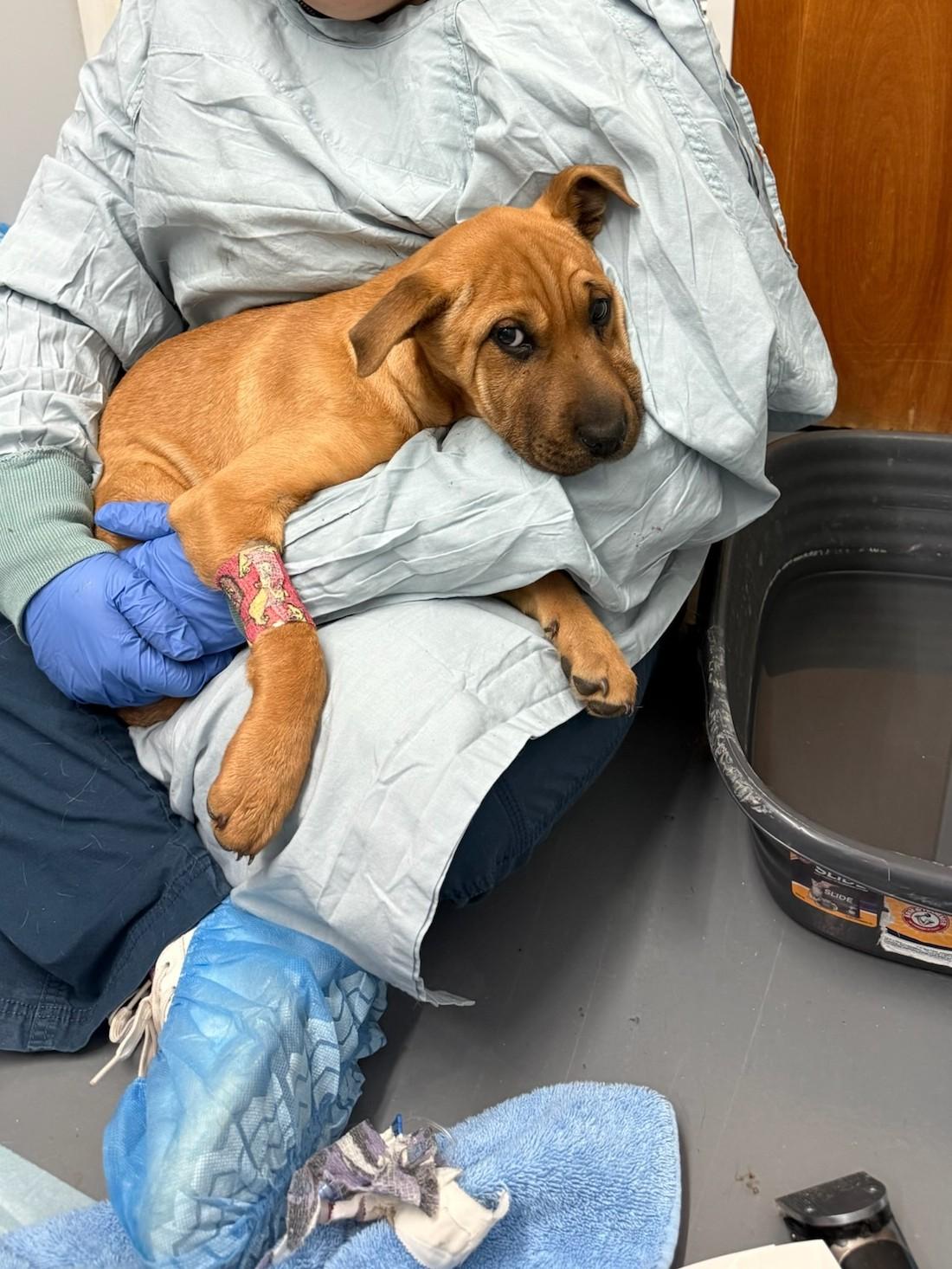 Enlarge Lucky Lily , an adopted mixed breed in Concord, NC image 5/6