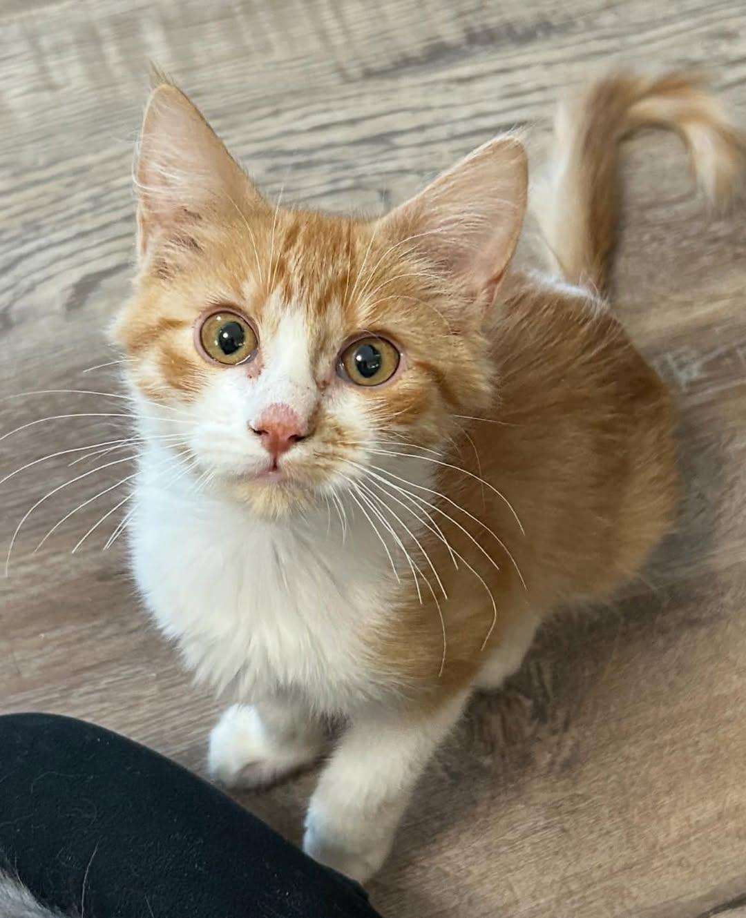 Cooper, Adopted, Young Male Domestic Short Hair.