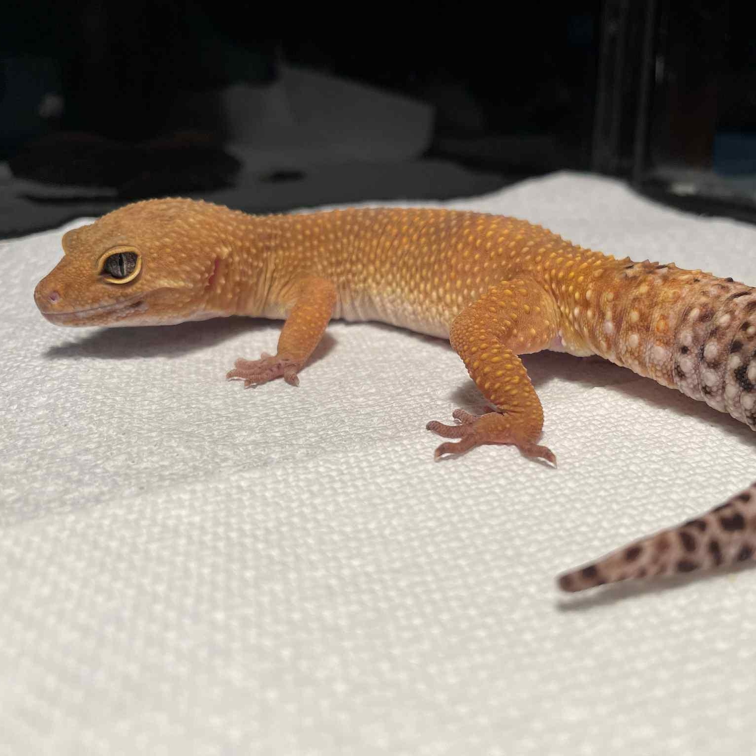 Finn, Adult Male unknown