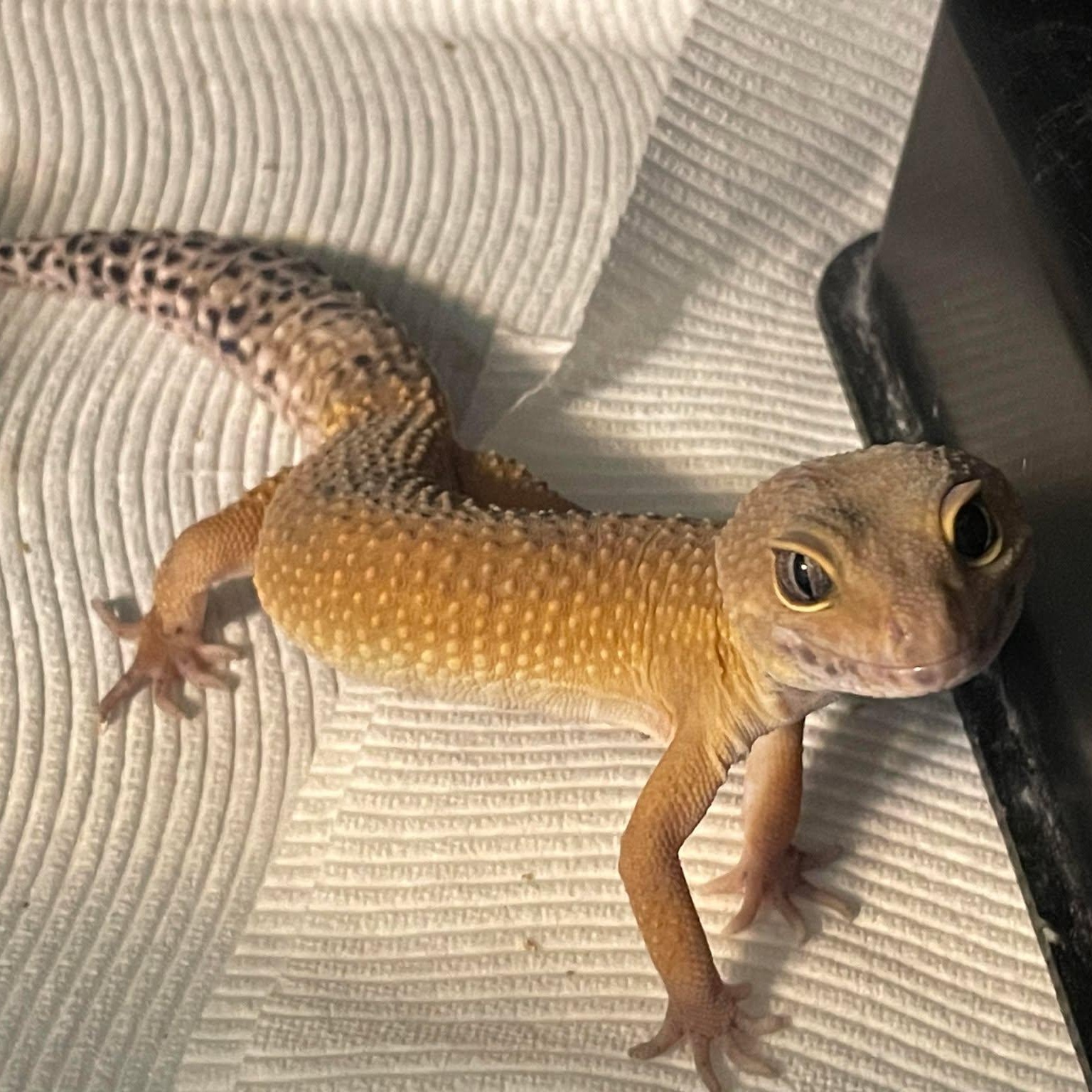 Finn