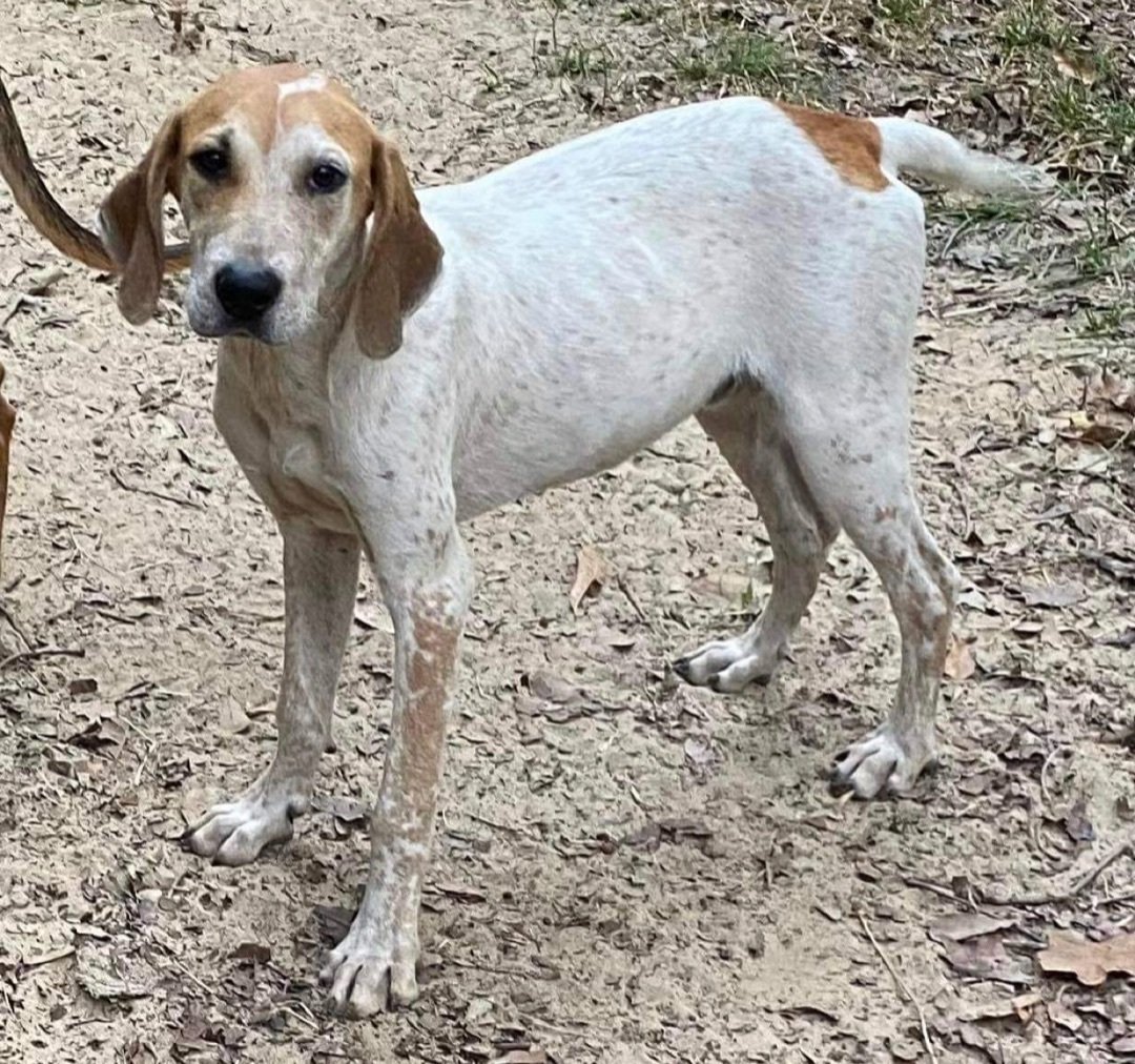 Enlarge Kermit, a Adoptable mixed breed in Grand Bay, AL image 1/8