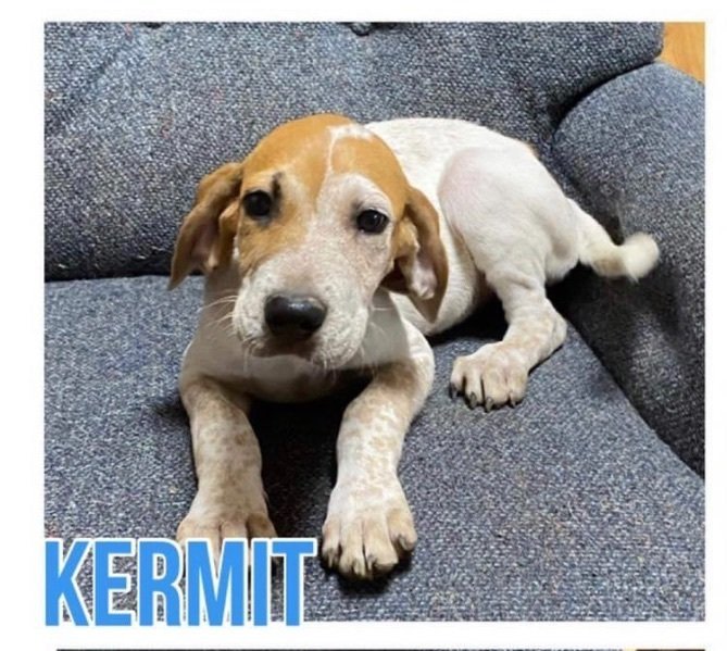Enlarge Kermit, a Adoptable mixed breed in Grand Bay, AL image 2/8