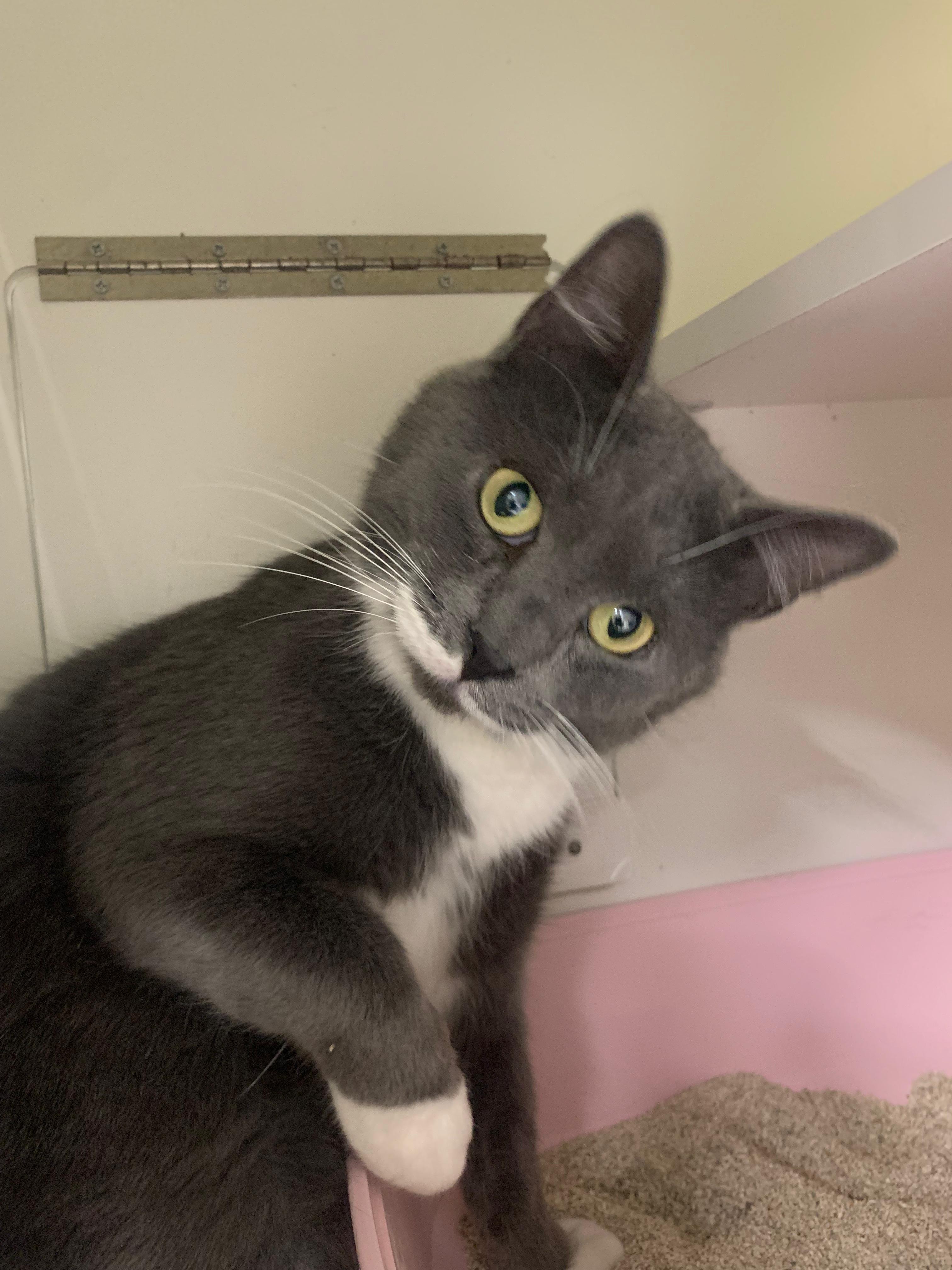 Enlarge Mystic & Timmy, a ADOPTABLE Tuxedo in New York, NY image 4/5