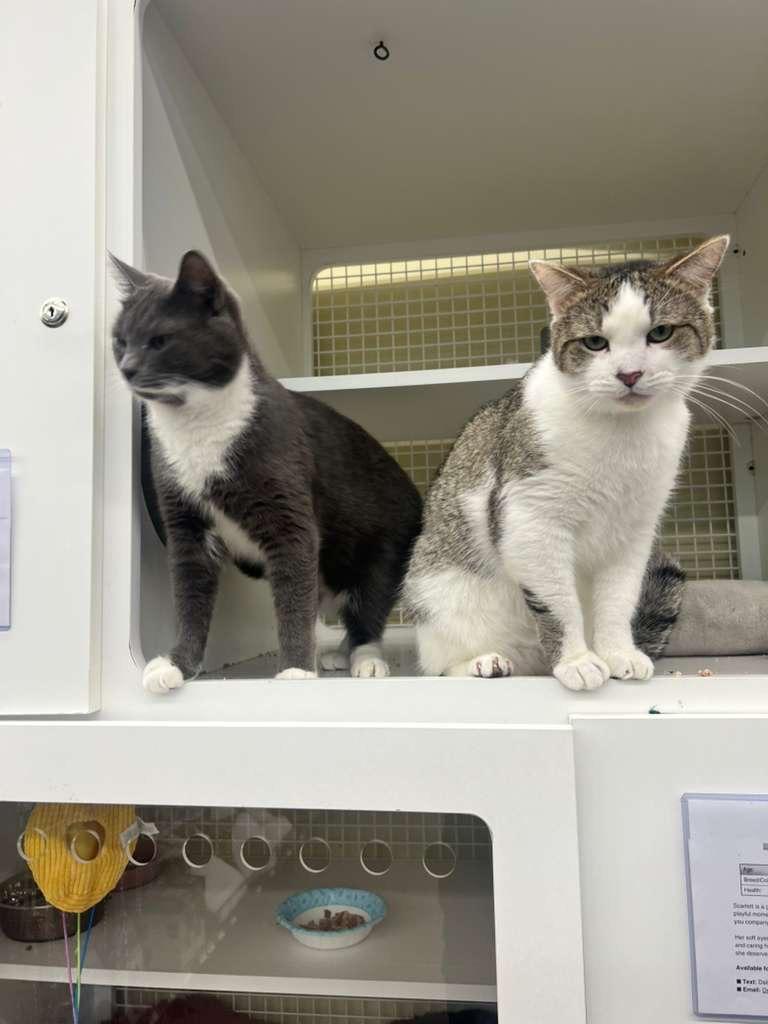 Enlarge Mystic & Timmy, a ADOPTABLE Tuxedo in New York, NY image 1/5