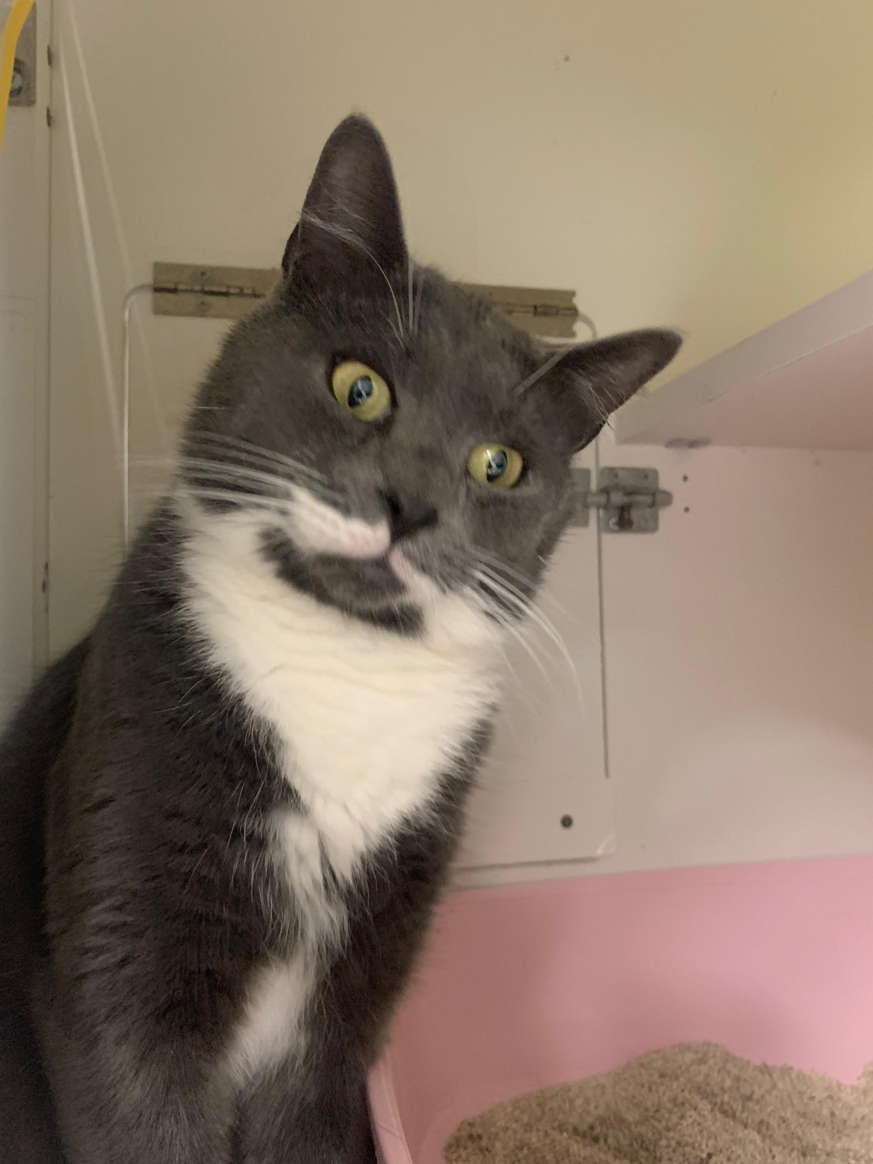 Enlarge Mystic & Timmy, a ADOPTABLE Tuxedo in New York, NY image 2/5