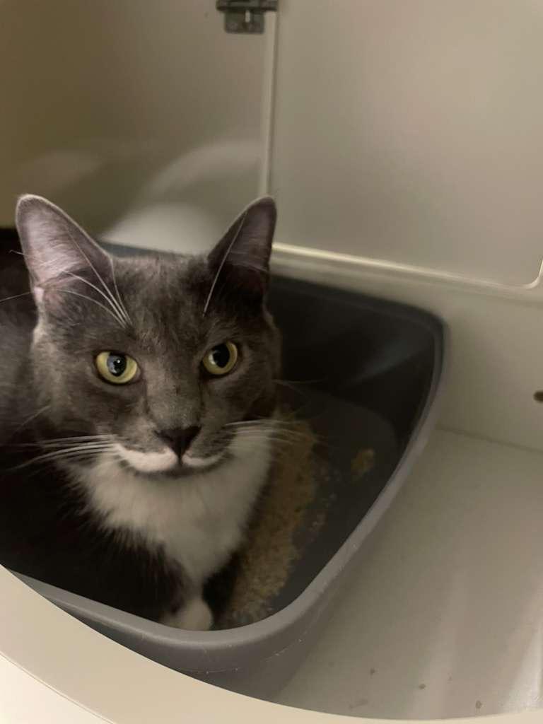 Enlarge Mystic & Timmy, a ADOPTABLE Tuxedo in New York, NY image 1/6