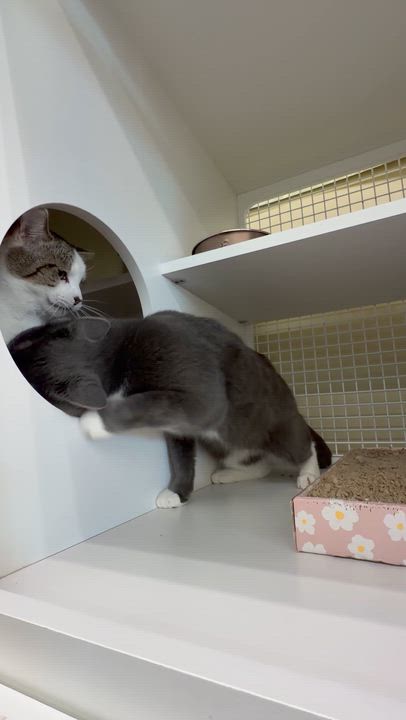 Enlarge Mystic & Timmy, a ADOPTABLE Tuxedo in New York, NY video 5/5