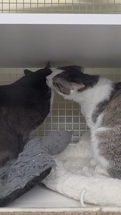Enlarge Mystic & Timmy, a ADOPTABLE Tuxedo in New York, NY video 6/6