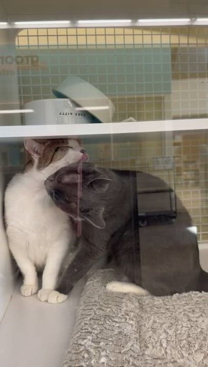 Enlarge Mystic & Timmy, a ADOPTABLE Tuxedo in New York, NY video 3/5