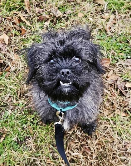 Enlarge Baxter, an adopted mixed breed in Annapolis, MD image 1/1