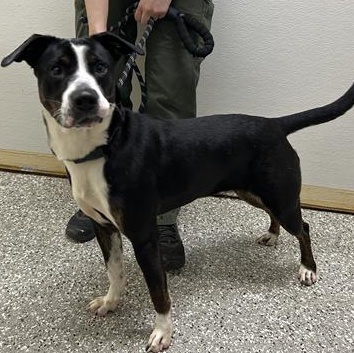 Enlarge Abby, a ADOPTABLE Mixed Breed in Defuniak Springs, FL image 1/1