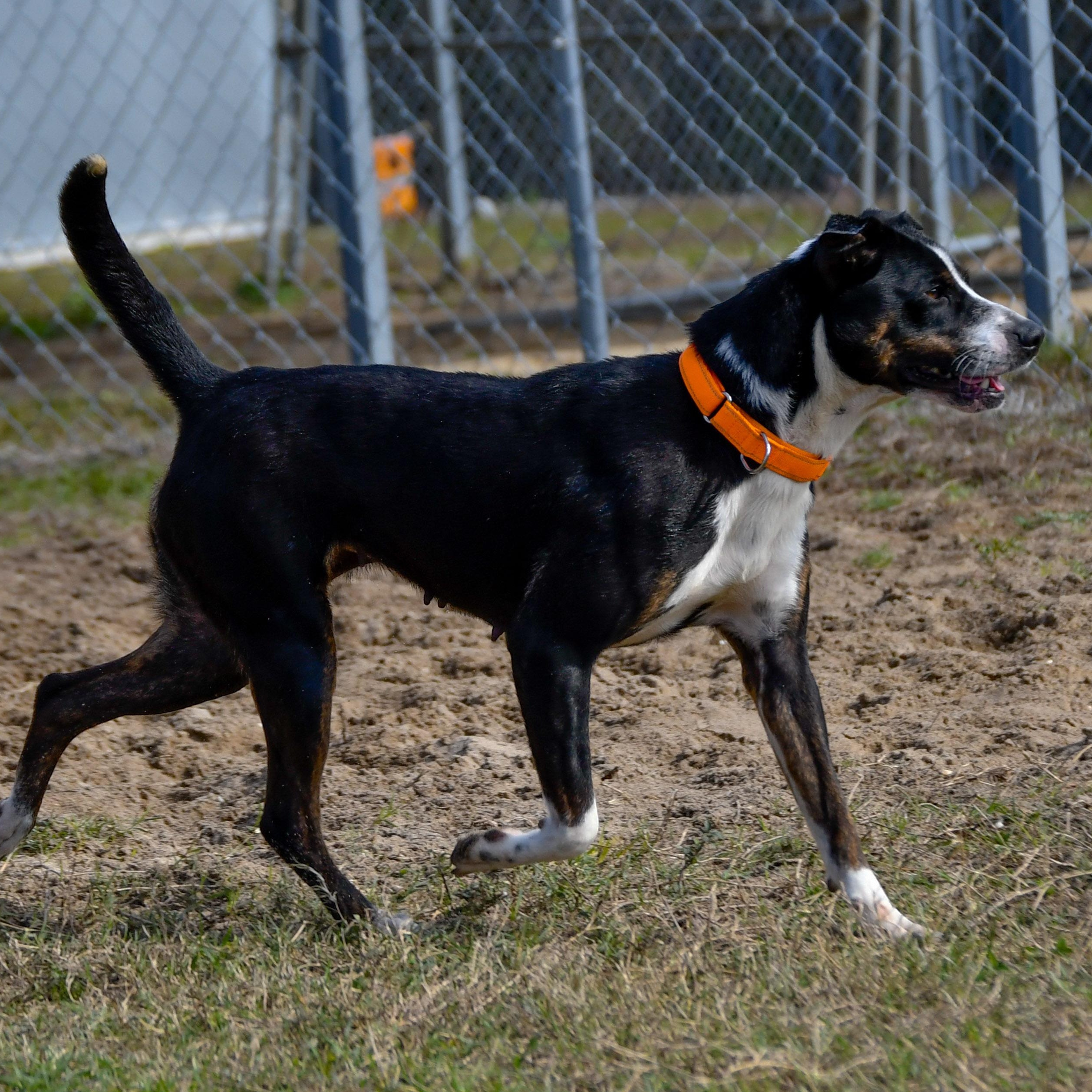 Enlarge Abby, a ADOPTABLE Mixed Breed in Defuniak Springs, FL image 2/3