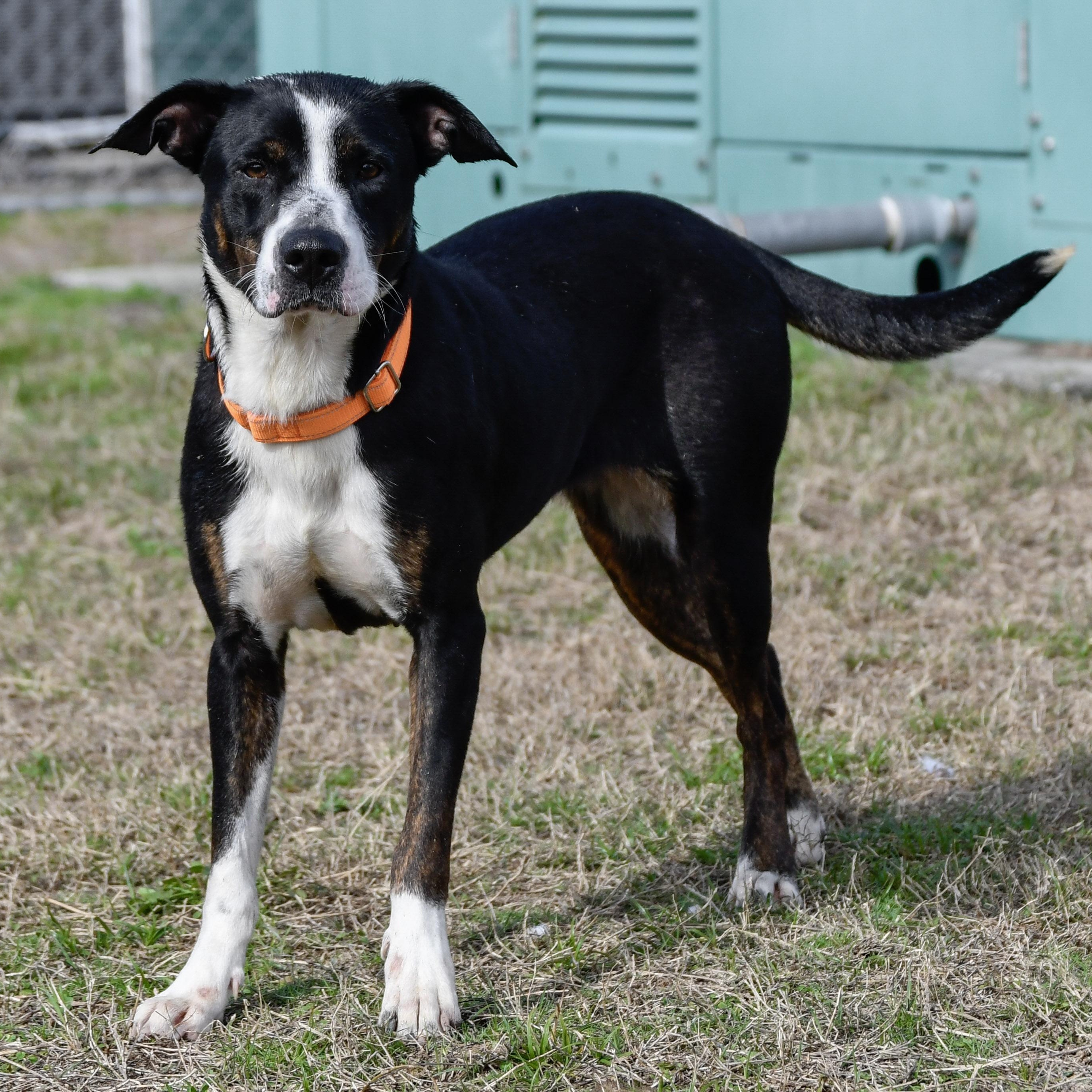 Enlarge Abby, a ADOPTABLE Mixed Breed in Defuniak Springs, FL image 1/3