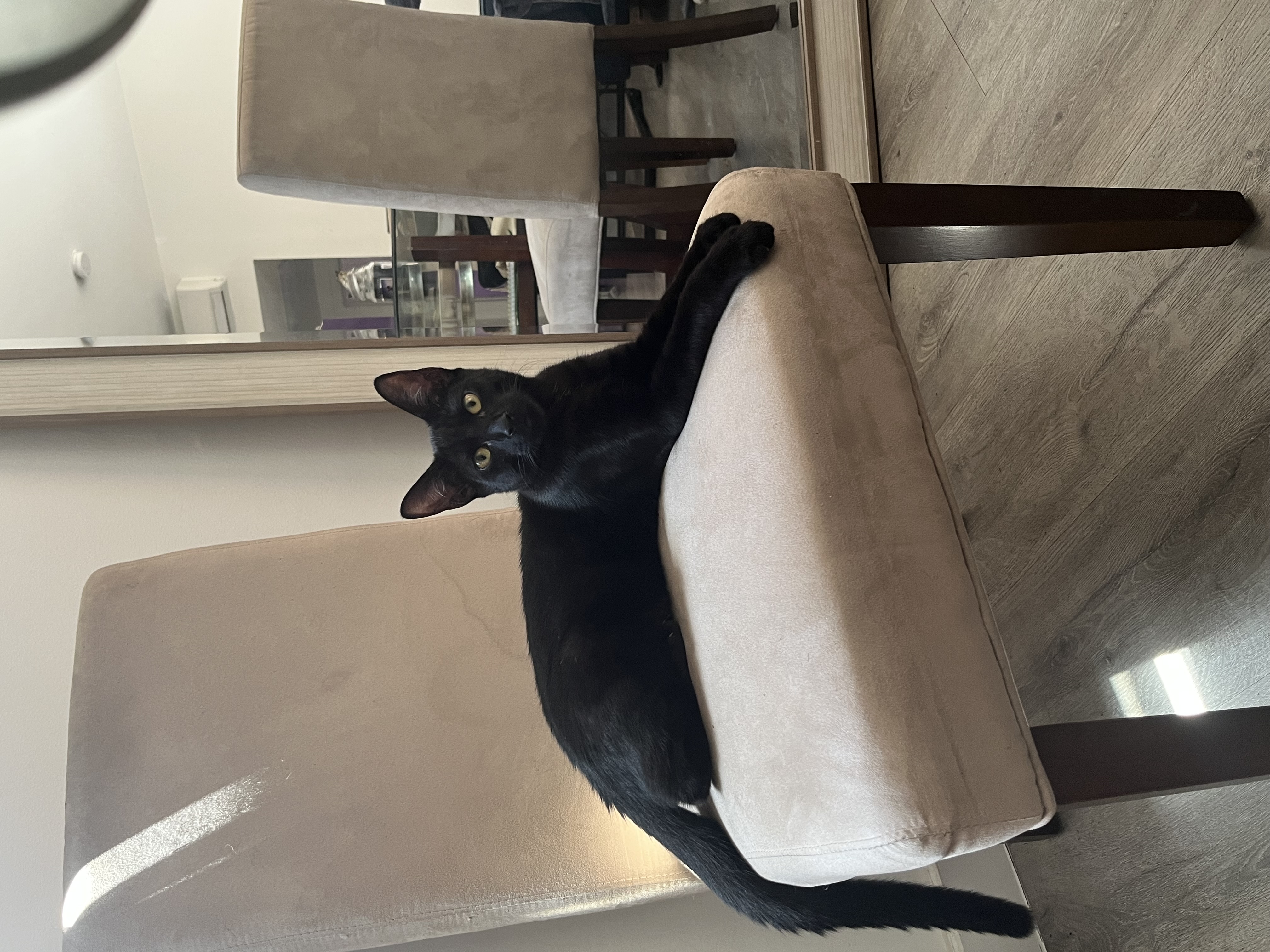 Enlarge MAXIMUS, a Adopted American Shorthair in Miami, FL image 2/5