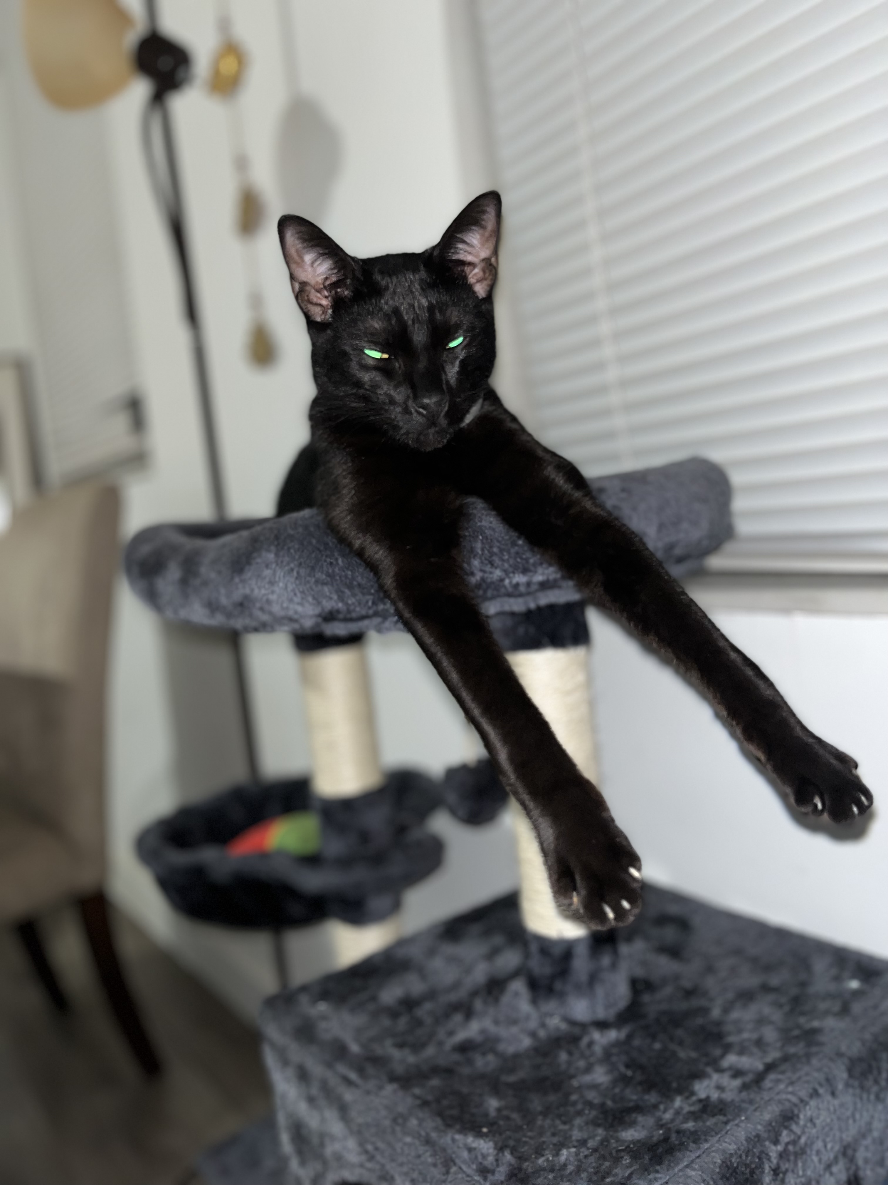 Enlarge MAXIMUS, a Adopted American Shorthair in Miami, FL image 5/5