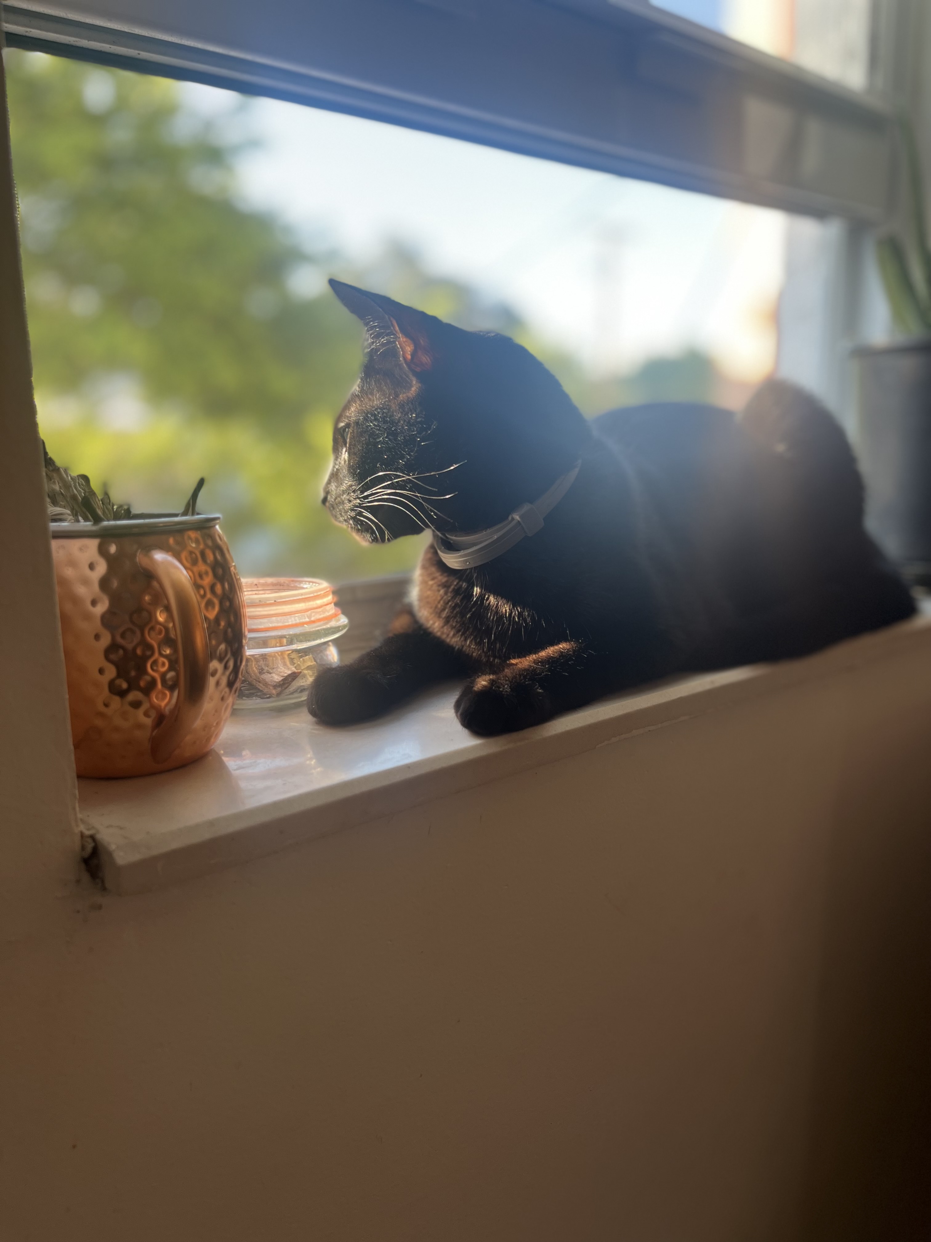 MAXIMUS, Adopted, Adult Male American Shorthair.