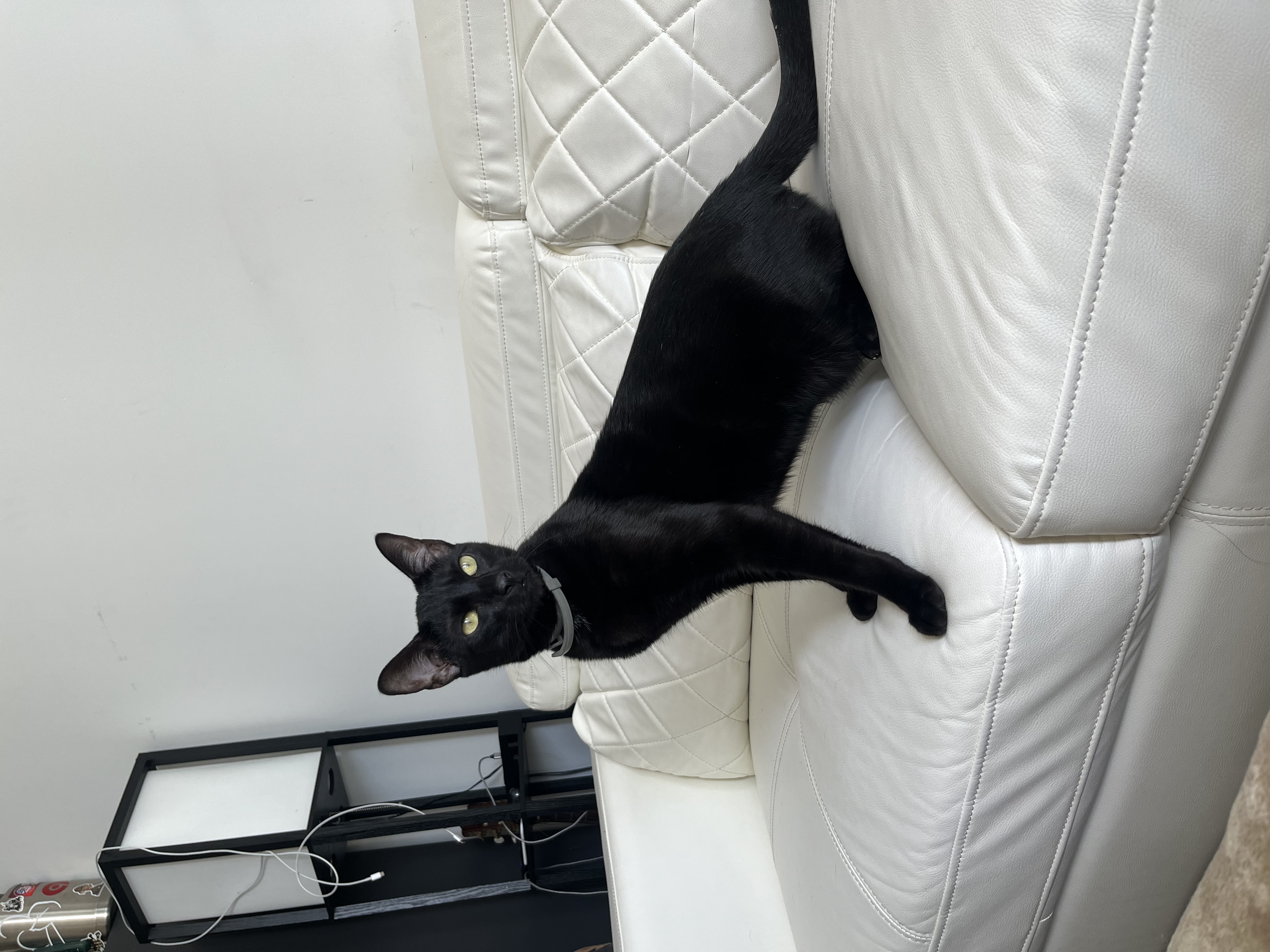 Enlarge MAXIMUS, a Adopted American Shorthair in Miami, FL image 3/5